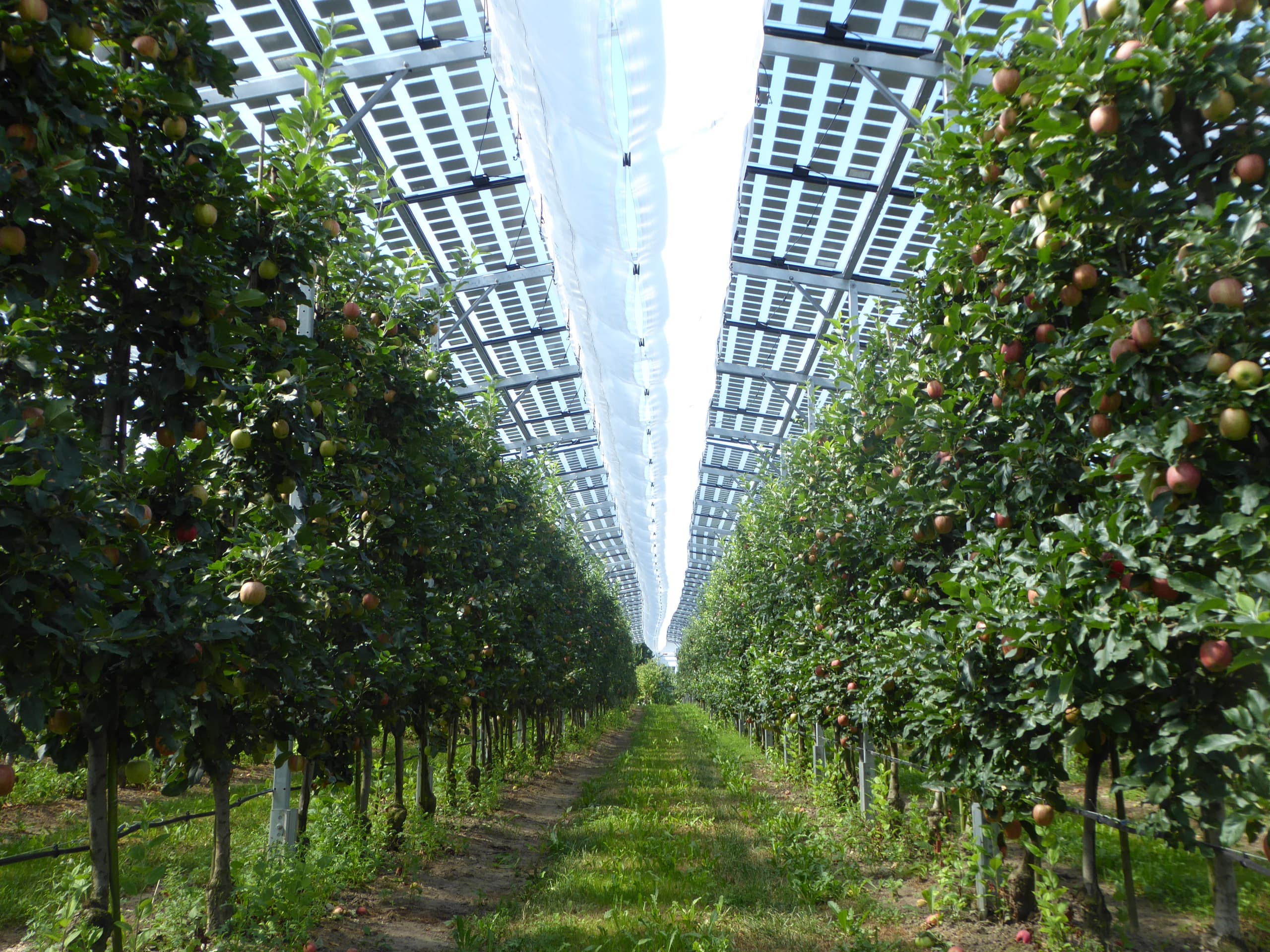 Impianto agrivoltaico a Kressbronn, Germania, con pannelli sollevati sopra un frutteto